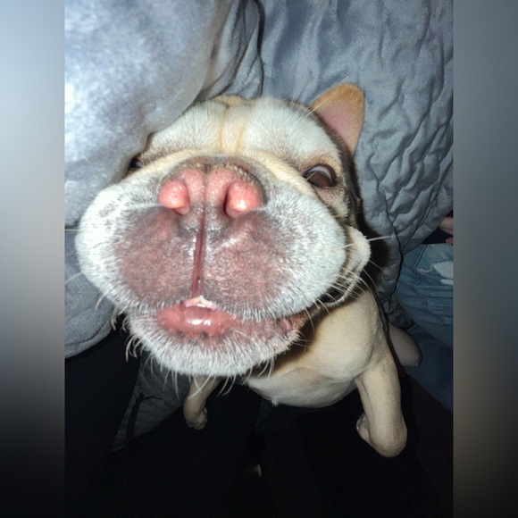 Meet your Posher, Alexis - Picture 1 of 3